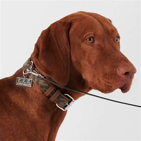 prada collar for dogs|best designer dog collar.